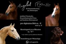 Horse photography 