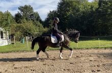 Deutsches Reitpony geritten und gefahren