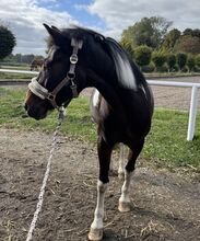 Deutsche Reitpony Scheck Stute zu verkaufen!