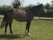 Dun 2yr old sports horse filly to make 15.2