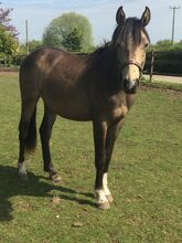 Dun 2yr old sports horse filly to make 15.2