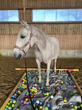 Pflegebeteilung auf P.R.E Stute Cora