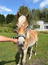 Edelbluthaflinger Wallach Jährling