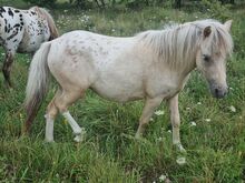 Edles Jungstute in Sonderlackierung Partbred Shetlandpony