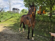 Charakterstarke aber verschmuste Stute