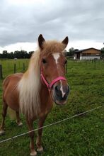 Eine Isländer Stute mit hervorragenden Gängen