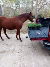 Registered QH western pleasure mare.