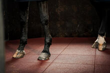 Granulatelastikmatte 100x100x3 cm mit Scheinfuge und hohe Verdichtung Stallmatte Paddockmatte Pferde WKH-GmbH 8101 Granulateolatikmatte 100x100x3 cm