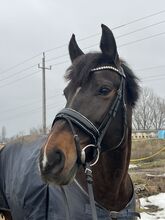 Elegante Trense von Bellora Equestrian (schwarz und weiß) Bellora Equestrian