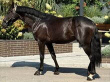 Elegante 5-jährige Stute – 165 cm – Vielversprechendes Sportpferd