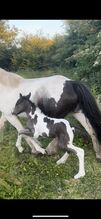 Elite gypsy Colt