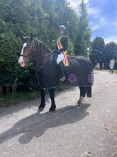 Sportliche Noriker-Stute