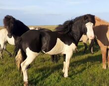 Chilliger Reitwallach mit mittlerem Temperament