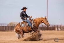 Beautiful chocolate palomino gelding standing 14.3hh