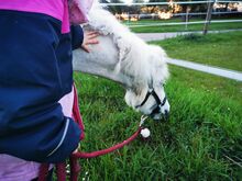 Einzelstunden mit den Ponys für Kinder Mit Verdacht auf Autismus, ADHS/ADS,Verhaltensauffälligkeiten