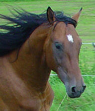 Ausbildung Pferdeakupunktur 2026