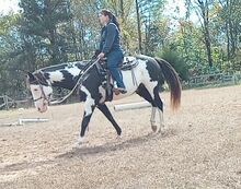 Equine training and problem solving