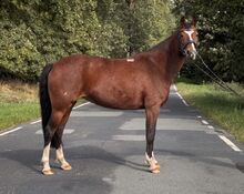 Erfahrende Reitponystute mit Herz