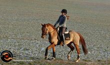 Erfahrene, vielseitige Turnierstute