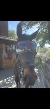 EVysor Reitbrille Pferd
