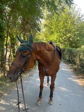 Exceptional Thoroughbred Mare with Outstanding Pedigree