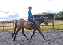 Extremely well bred, 7 Yr TB mare RoR eligible