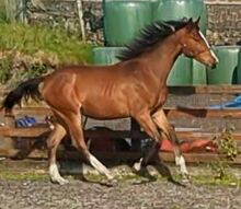 Fabulously Well Bred Yearling filly