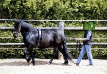 Fahren vom Boden - Intensiv-Wochenende🐎 15.05-17.05.2026 Ausbildung /Kurs 15.05.-17.05.2026