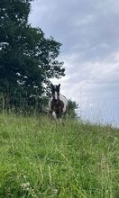 Cooles Freizeitpony