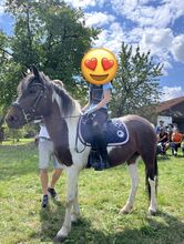 Familienpony Platz vor Preis