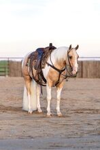 Family Safe, Palomino Tobiano Quarter Gelding, Ranch / Trail Horse, Quiet & Genlte