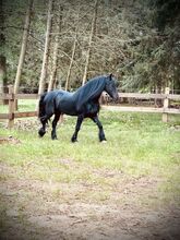 Stunning Friesian Gelding - Black, Bold and Beautiful!