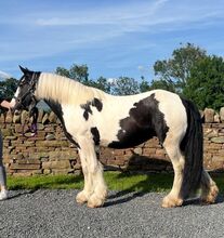 Stunning Happy Hacker Cob Mare