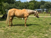Traumhafter Quarter Horse Wallach in handlicher Größe