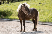 Felix - Ponymix, Wallach, 7 Jahre, Windfarben
