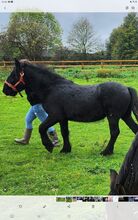 Fell pony gelding