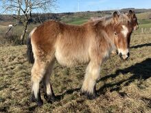 Figaro, lieber, verschmuster Ardennerhengst