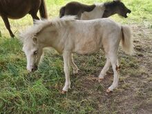 Stutfohlen Shetty  Partbred in Sonderfarben