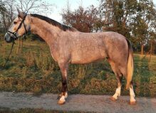 For sale 5 year old mare