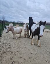 🐴 Pflege-/Reitbeteiligung für zwei Tinker-Wallache in 2143 Althöflein 🐴
