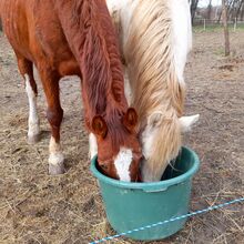 Fuchs, 11 Jahre Therapie - Pferd