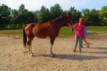 Fuchs, 11 Jahre Therapie - Pferd