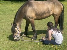 From lead rein to 1m classes, your child’s best friend