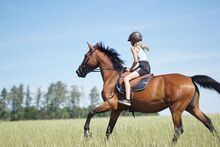 Freizeit pferd sucht erfahrene Partner