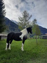 Freizeitpferd Barockpinto Stute
