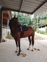 Freizeitpferd