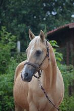 Freundliche, aufgeschlossene Quarter Horse Stute mit altem Pedigree