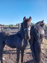 Friese 1,5 Jahre alt
