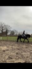 Friesen 12 Jahre