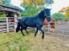 Friesen-Warmblutwallach zu vergeben!
